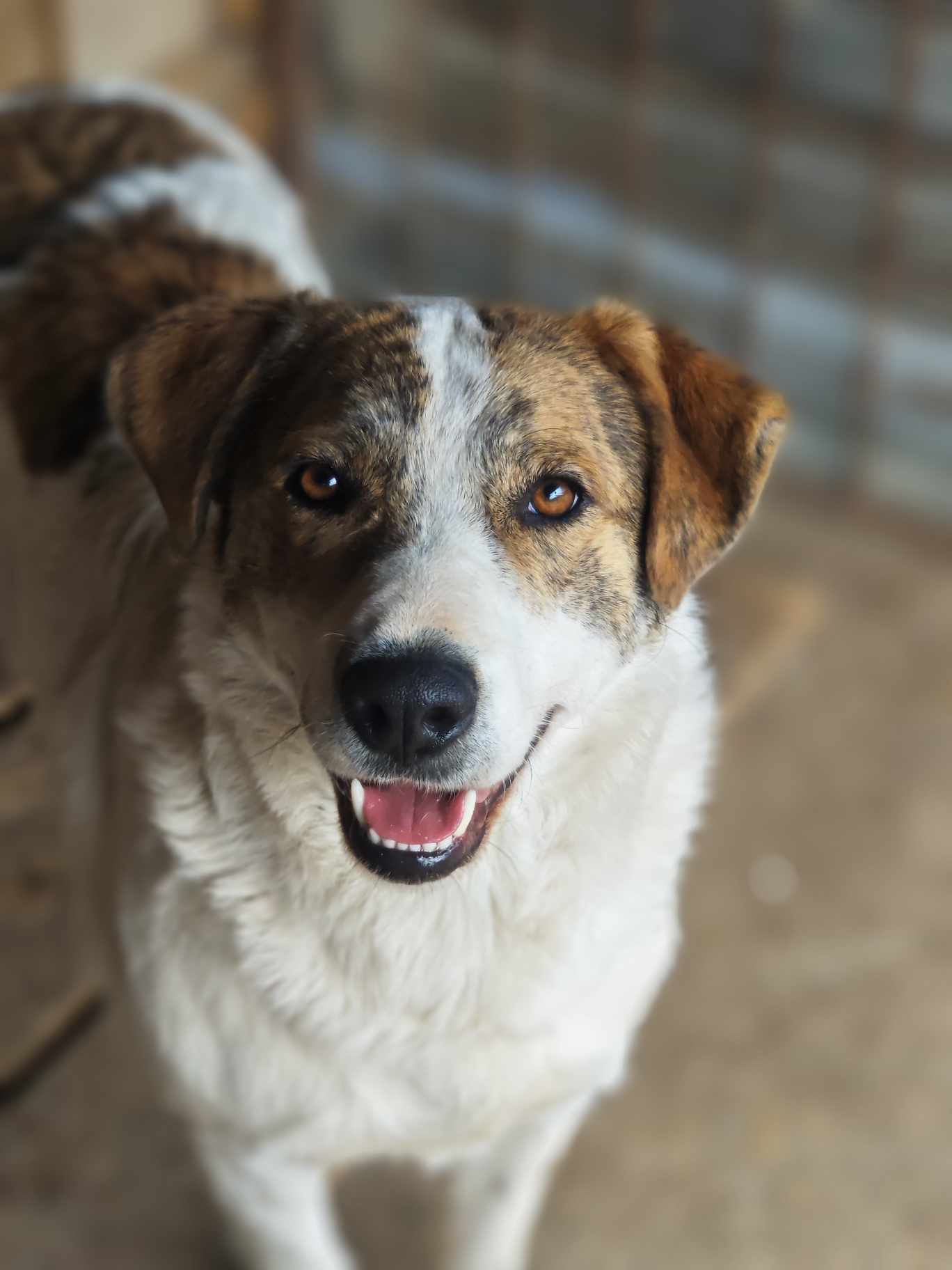 Buddy