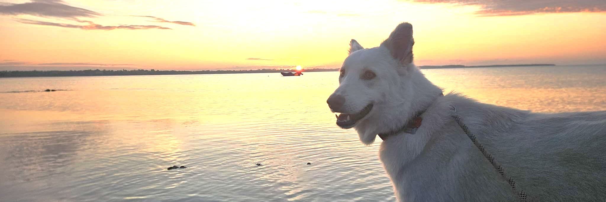 Herzlich Willkommen bei Irinas Tierhilfe