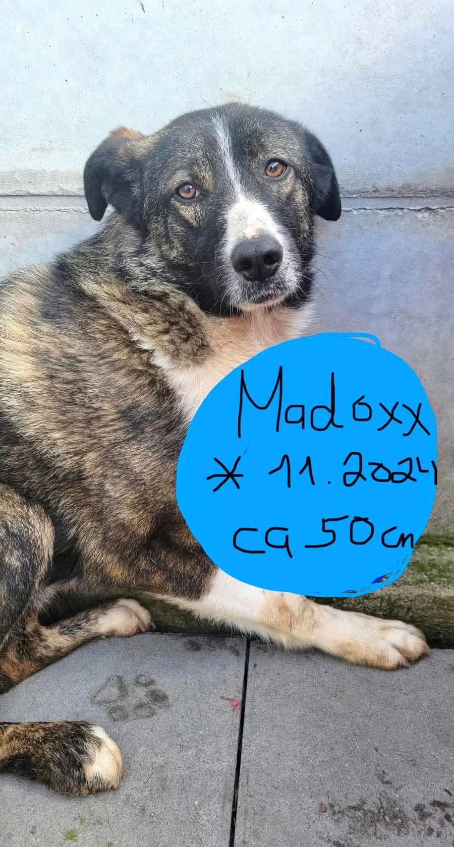 Madoxx