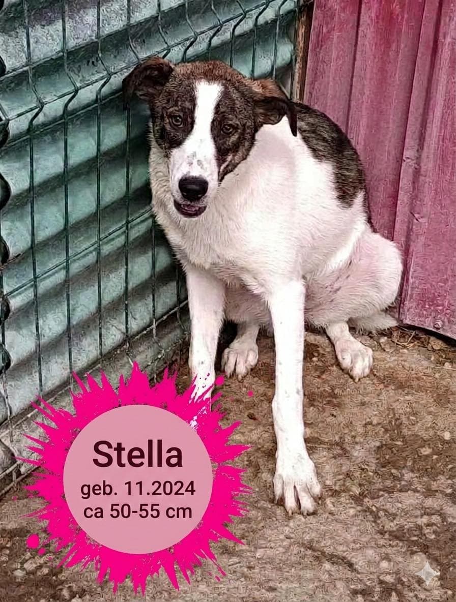 Stella