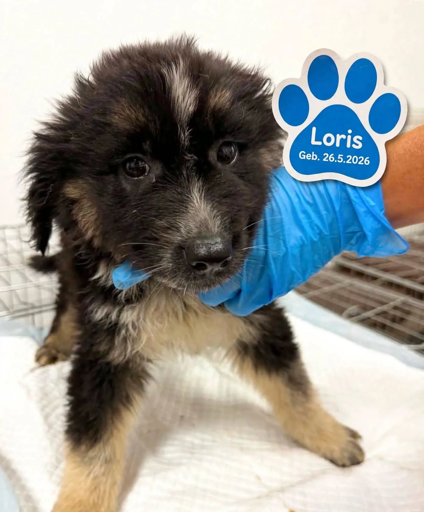 Loris