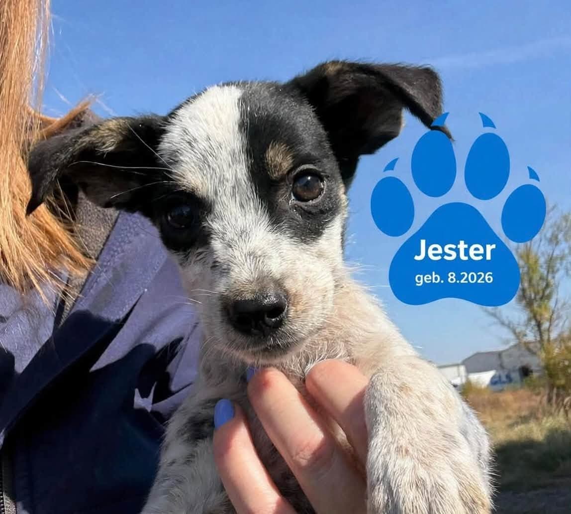 Jester